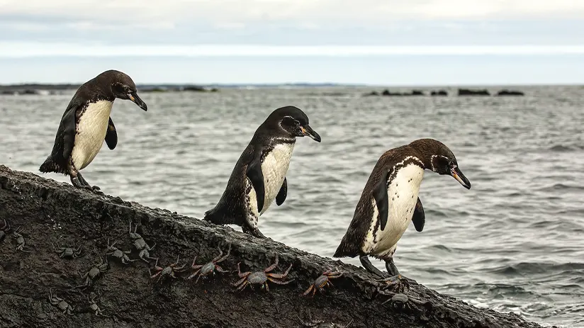 penguins galapagos