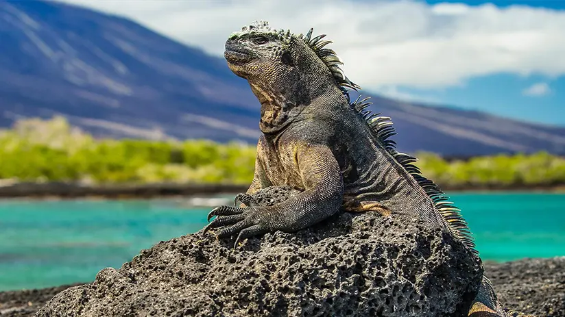 All about the Galapagos Islands
