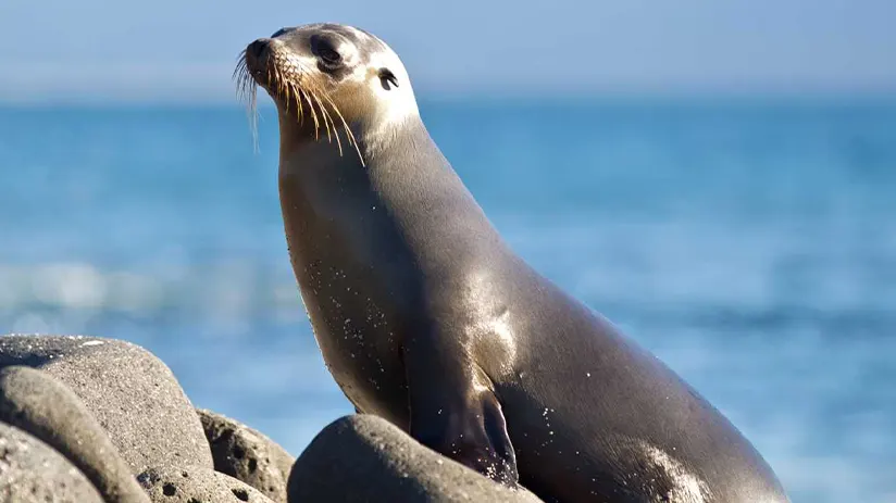 seal lion