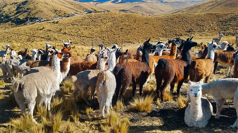 south american camelids