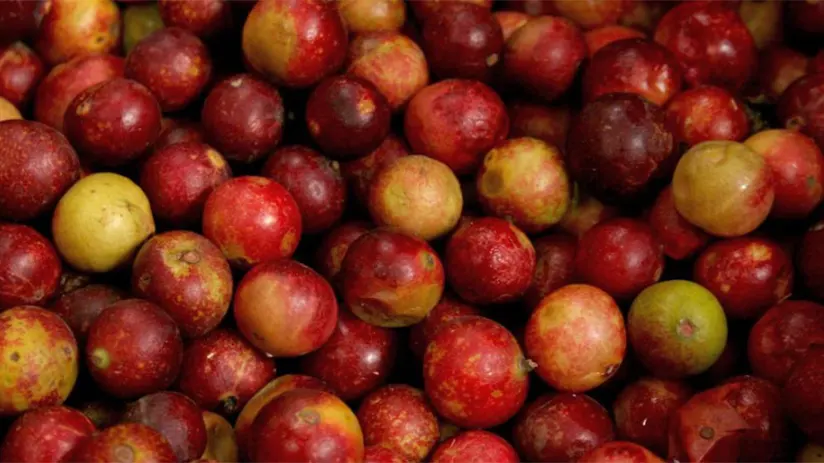 camu camu fruit