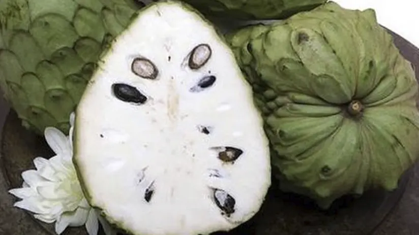 chirimoya fruit