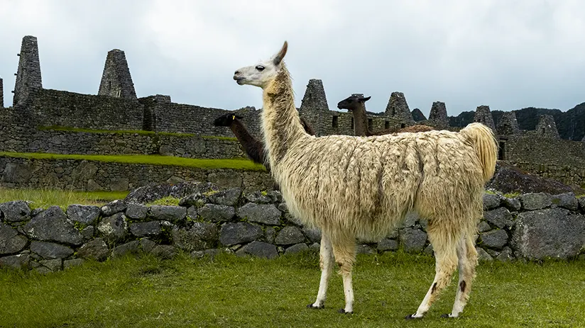 Llama in Machu Picchu