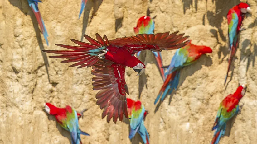 Collpa in the Peruvian Amazon