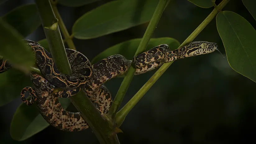 Night Safari in the Peruvian Amazon 