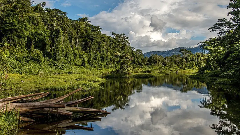 Peruvian Amazon Rainforest