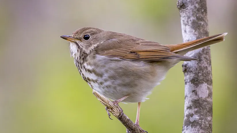 Hermit Thrush inspiration of the Hummingbird Lines