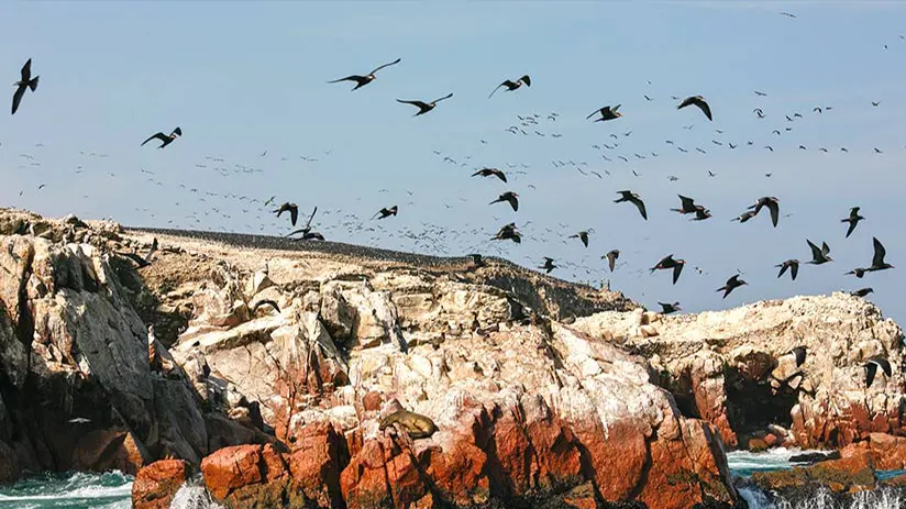 Marine Biodiversity in Peru