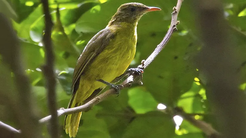 Golden green bird