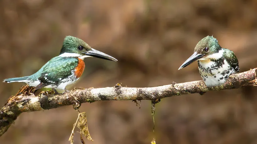 The amazon kingfisher bird