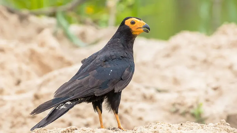 The black cara cara bird