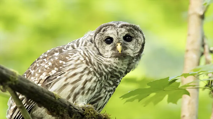 The stripe owl bird