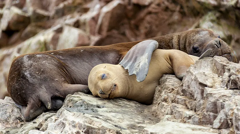 Paracas National Reserve
