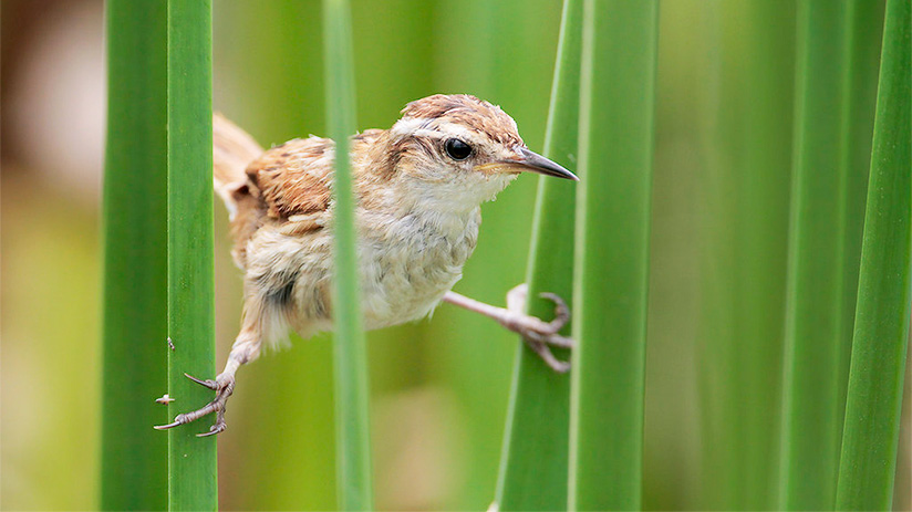 bird watching in peru
