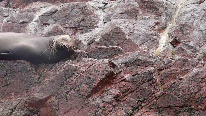 Sea lion