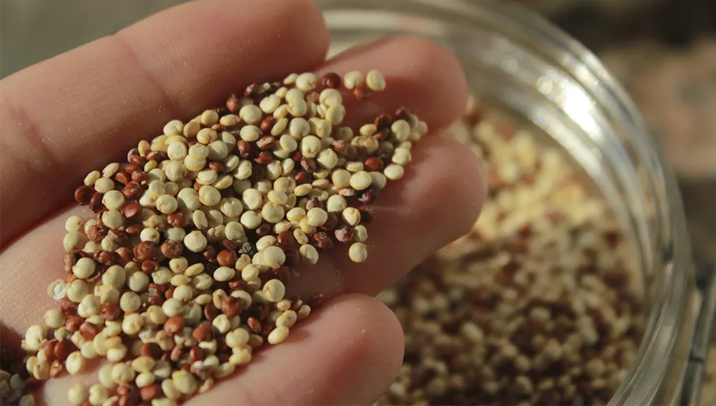 Quinoa