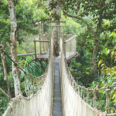 Canopy Walks