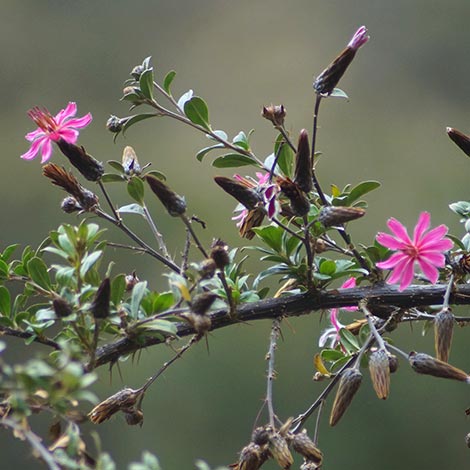 Inca Trail Flora