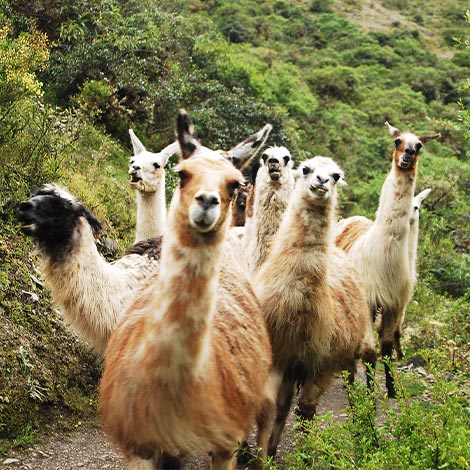 Inca Trail wildlife
