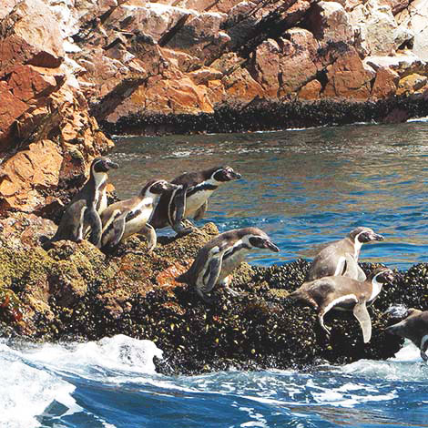 Paracas National Reserve