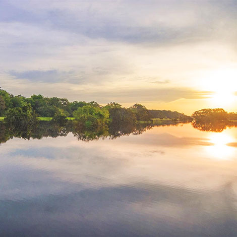 Amazon rainforest drapes a tropical green