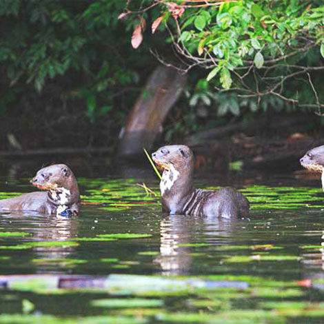 Reserva Nacional Tambopata