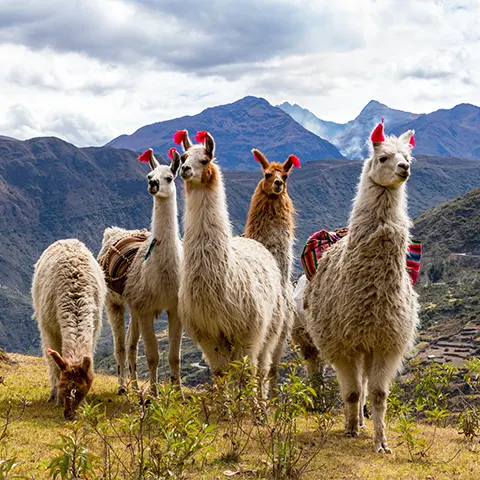 sacred valley awanakancha cusco