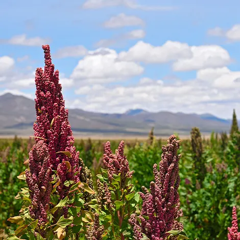 bolivia gastronomy