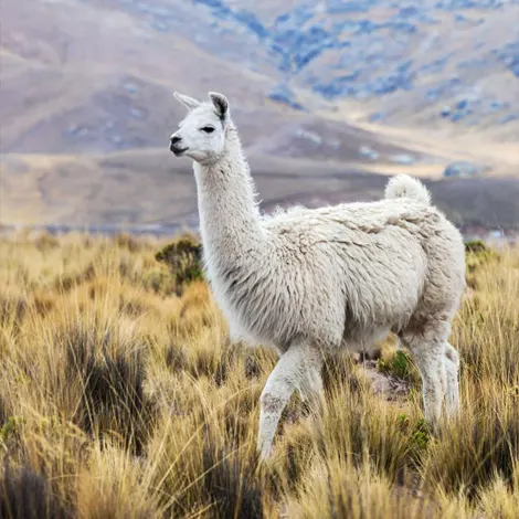 bolivia nature