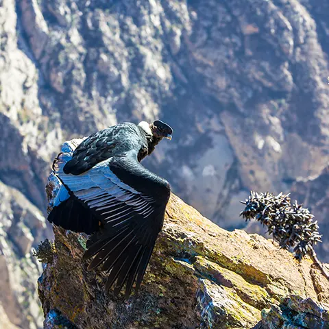 colca canyon condor