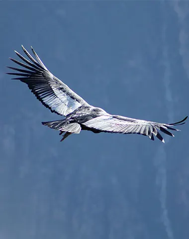 colca canyon