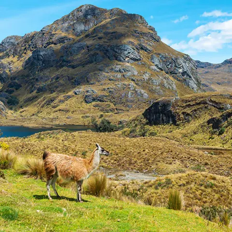 ecuador cajas national park