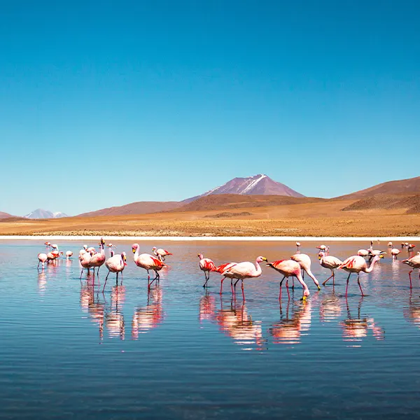 flamingos lagoons uyuni