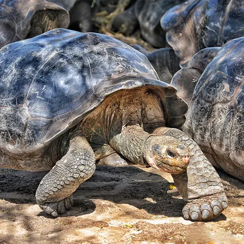 galapagos giant turtles baltra