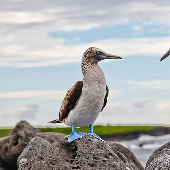 galapagos islands ecuador