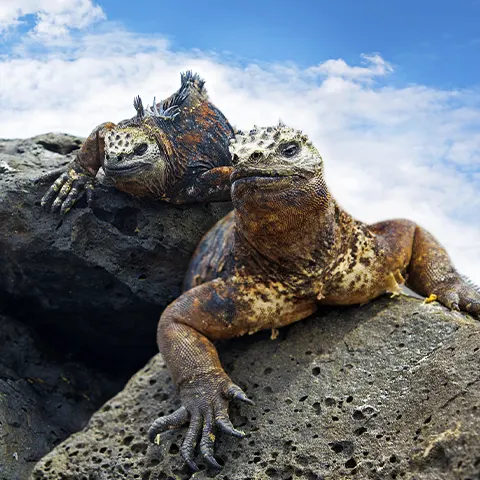 iguana santa cruz island galapagos