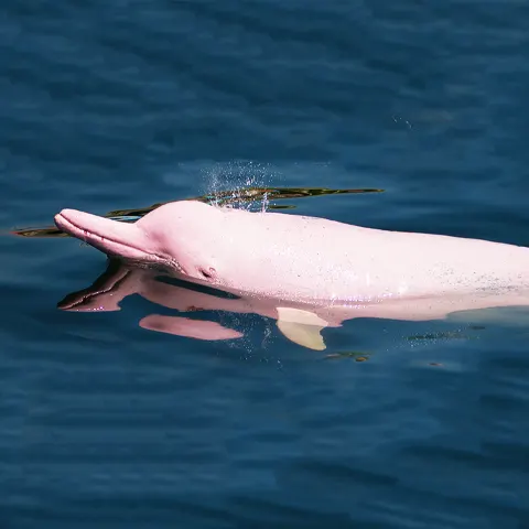 iquitos pink dolphin