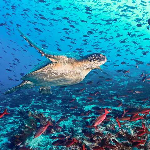 isabela island bay turtles