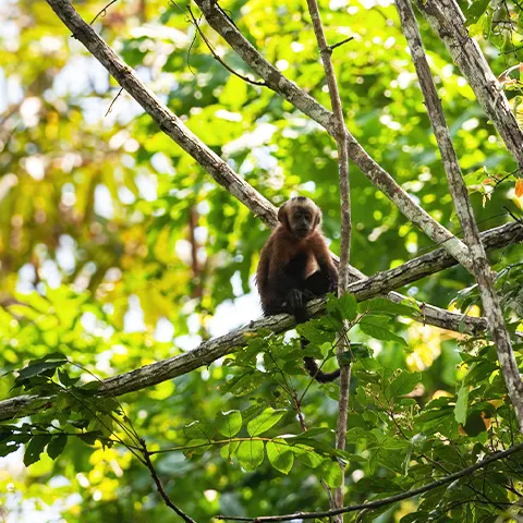 tambopata animals