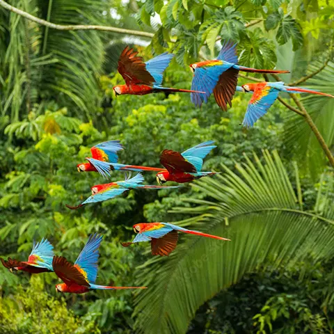 tambopata animals