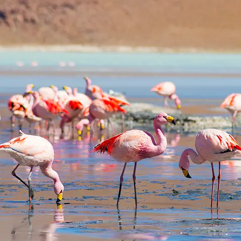 uyuni lagoons bolivia