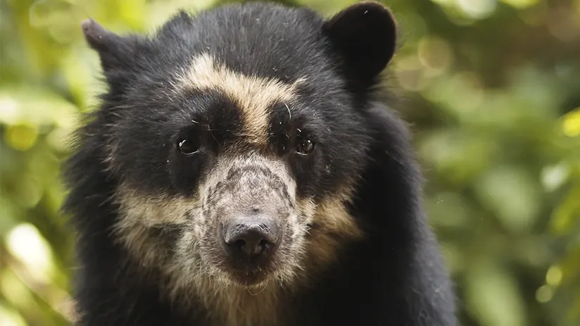 Aguas Calientes Conservation Center