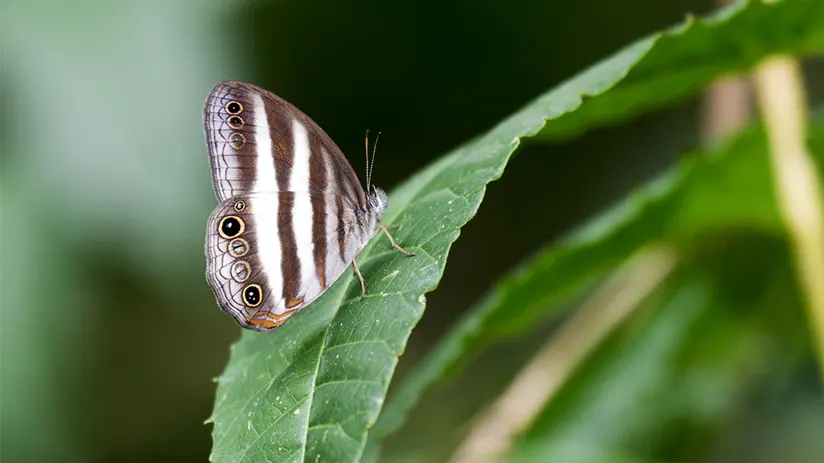 Butterfly farm Aguas Calientes