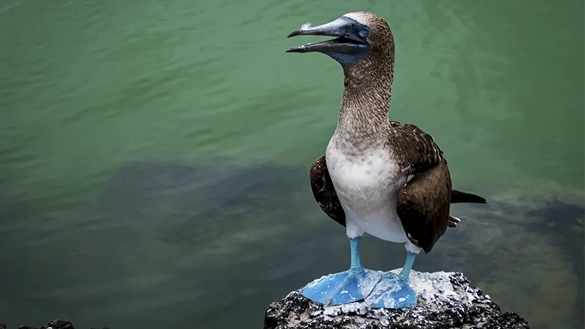 Booby of the Galapagos
