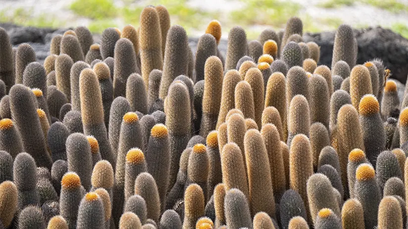 Flora Galapagos Islands