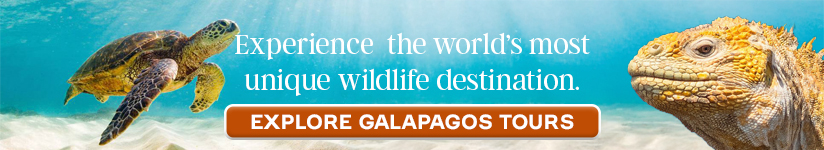 All about the Galapagos Islands
