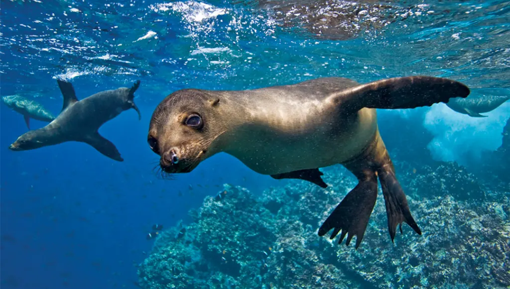 Galapagos Islands