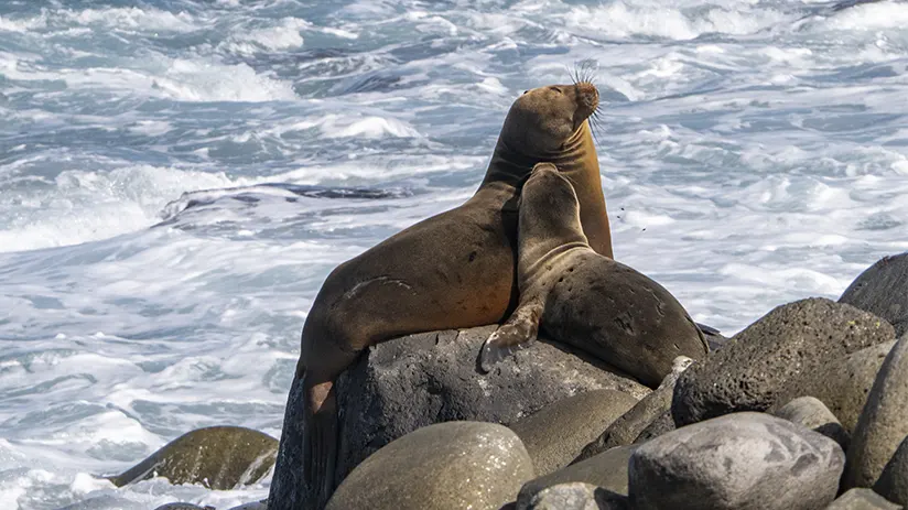 Galapagos sea lion