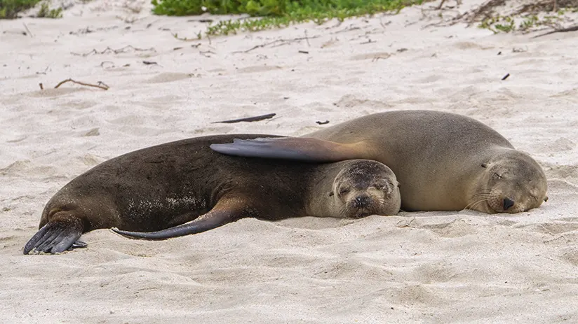 Galapagos seal