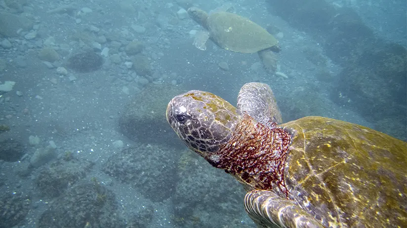 Galapagos travel tips